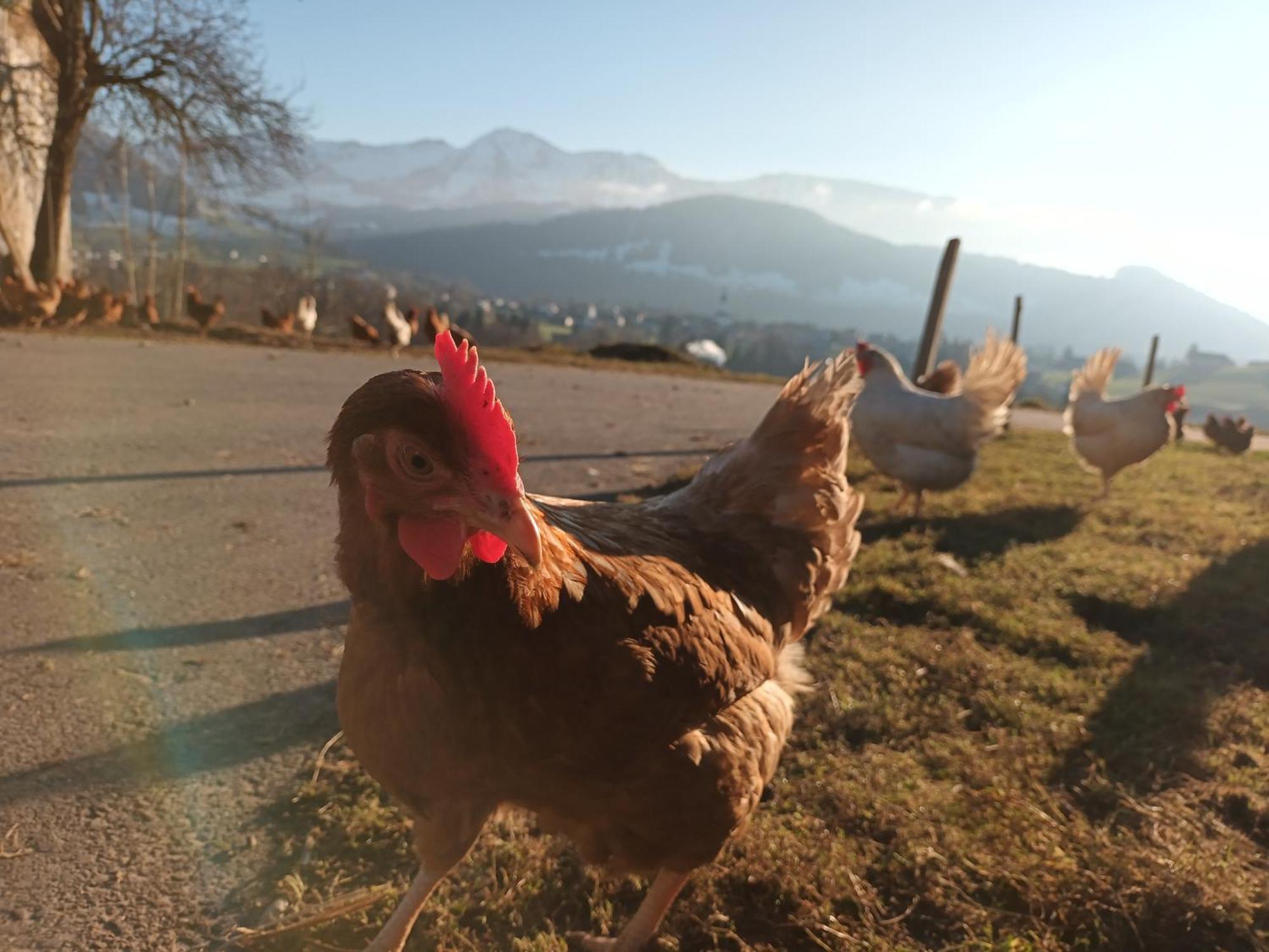 Farma Haus Hagspiel Hittisau