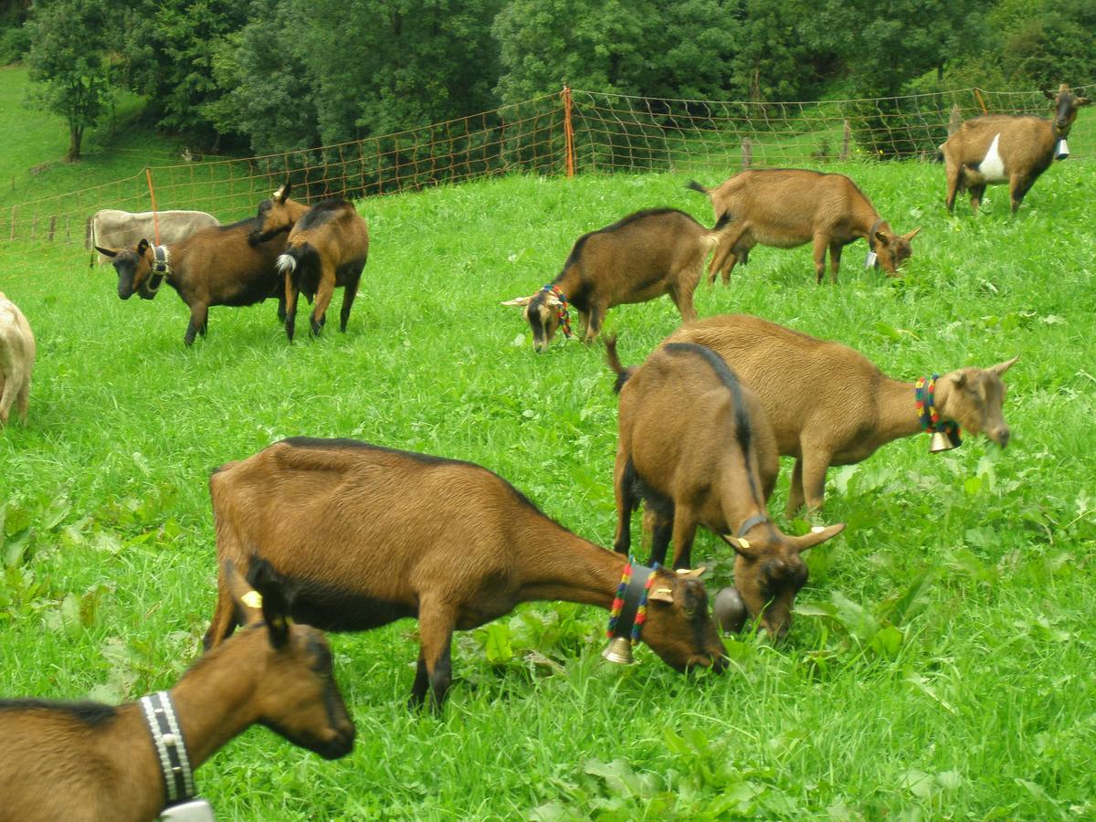 Farm stay Haus Hagspiel Hittisau